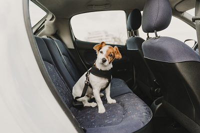 Travelling in a van with dogs: TOP TIPS & everything you need to know!