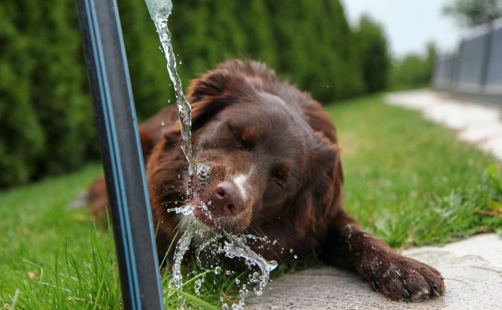 Keeping Your Pet Hydrated: National Pet Hydration Awareness Month with Naturo Natural Pet Foods