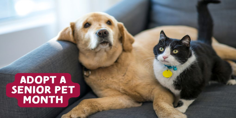 Celebrate Adopt a Senior Pet Month: The Joys of Welcoming an Older Pet