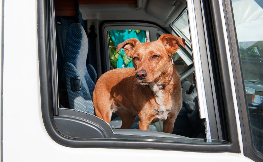 Taking your Dog on a Road Trip! 