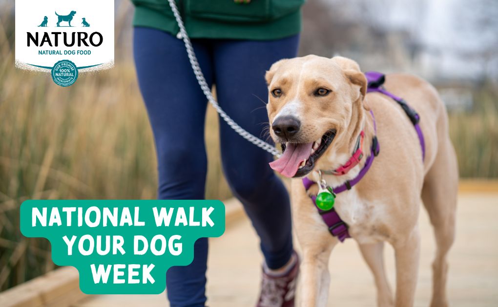 Celebrate National Walk Your Dog Week with Naturo: Tips & Tricks for Happy Walks